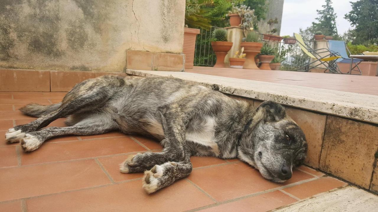 Casa Del Geco Bed and Breakfast Πέστουμ Εξωτερικό φωτογραφία